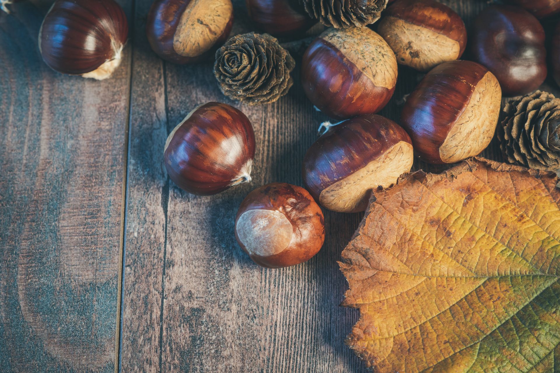 Glossy sweet chestnuts and a yellowing leaf on a weathered wooden board