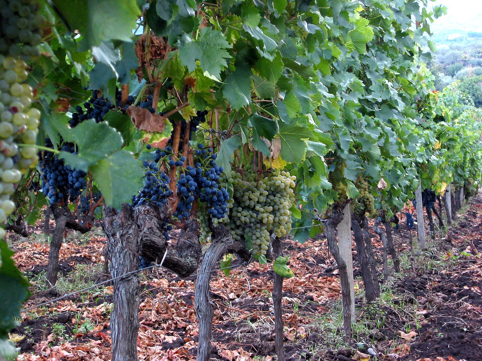 Old bush vines on the slopes of Etna carrying white and red grape bunches side by side