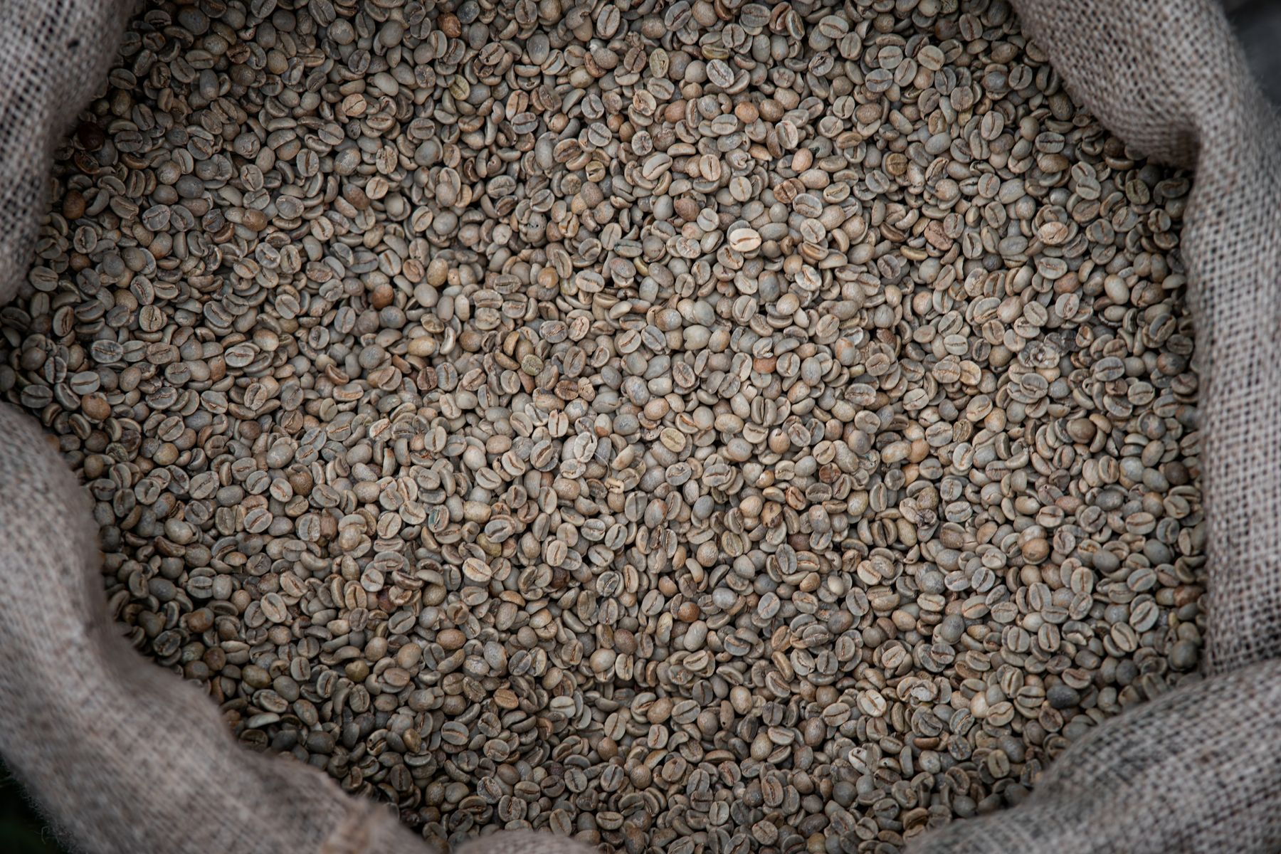 Raw green coffee beans filling a burlap export sack