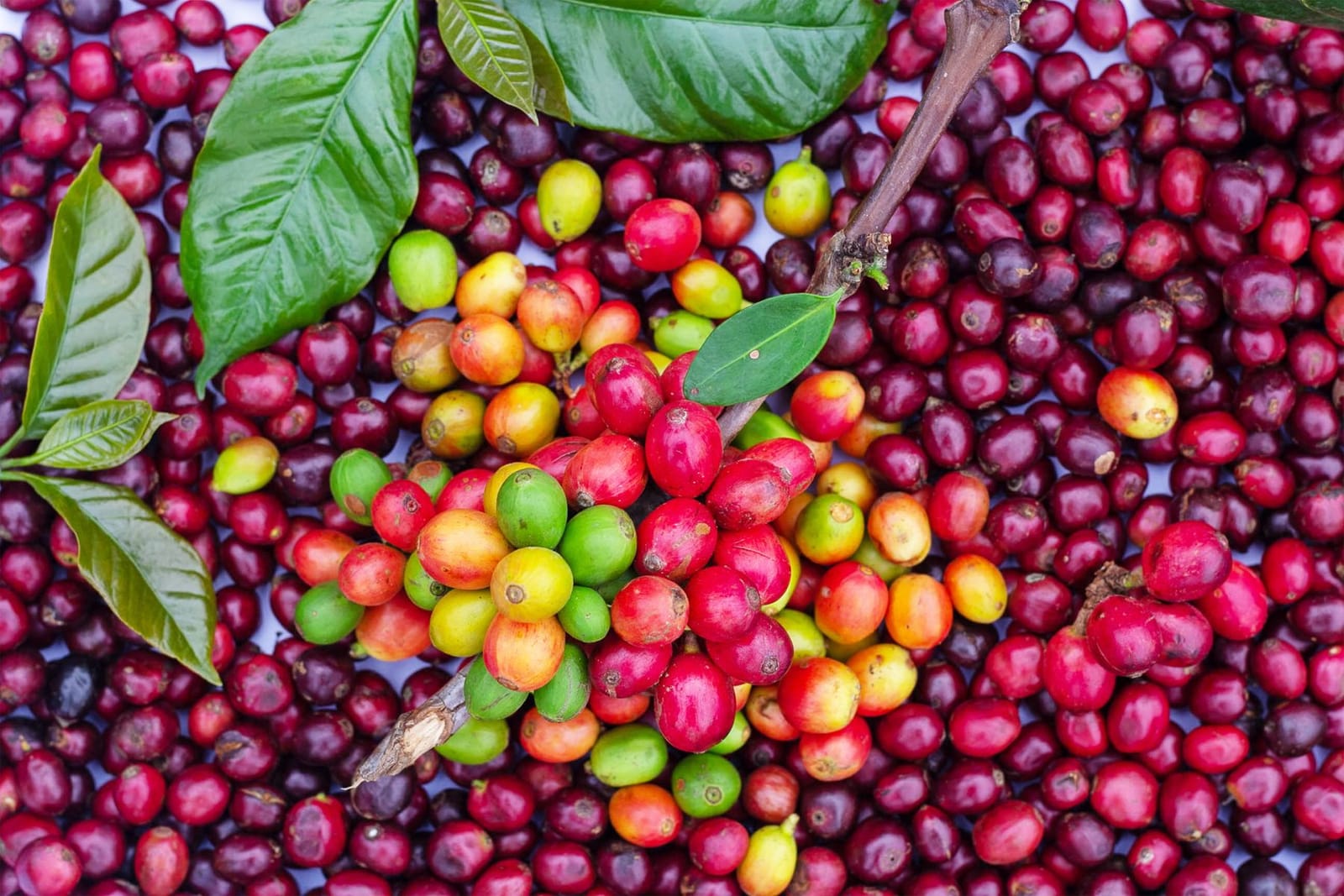 Ciliegie di caffè rosse e verdi mature sul ramo, in primo piano
