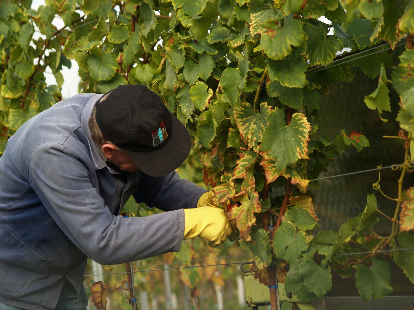 A vineyard worker picks grapes by hand among green vines during harvest