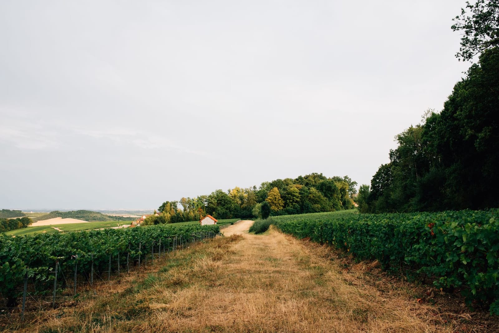 Rows of Champagne vines stretching toward a distant village under a grey sky