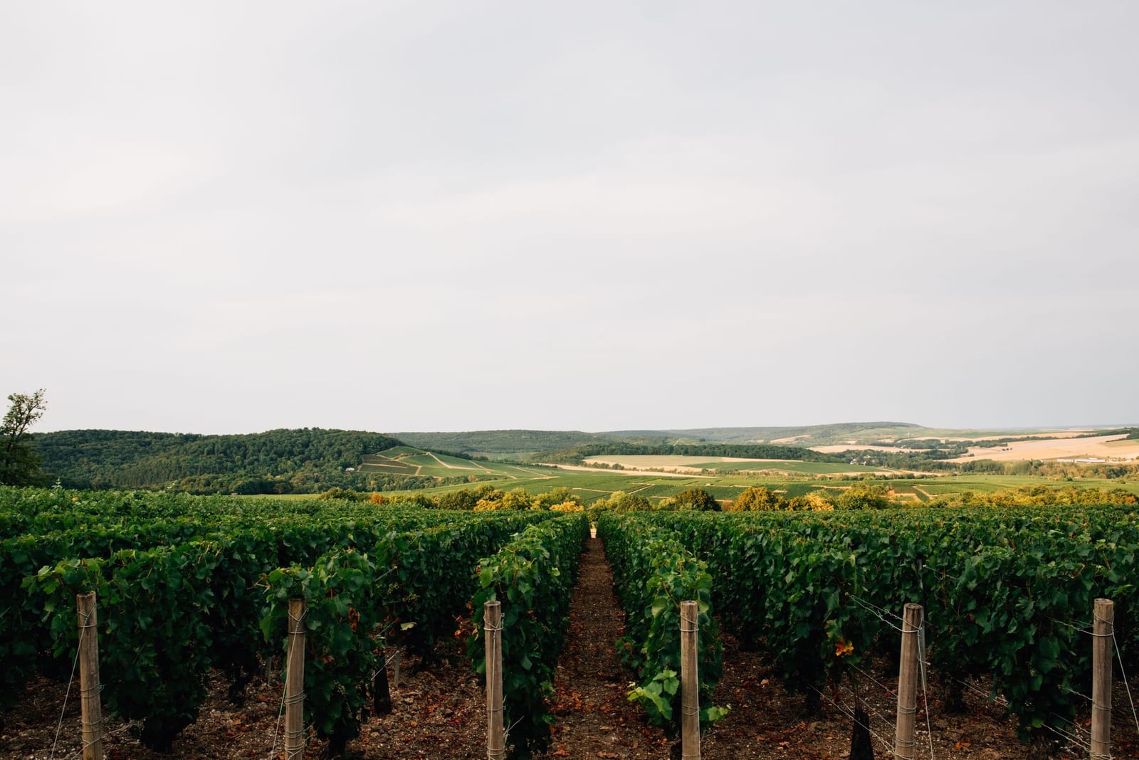 Rows of champagne vines in the Épernay countryside at harvest time