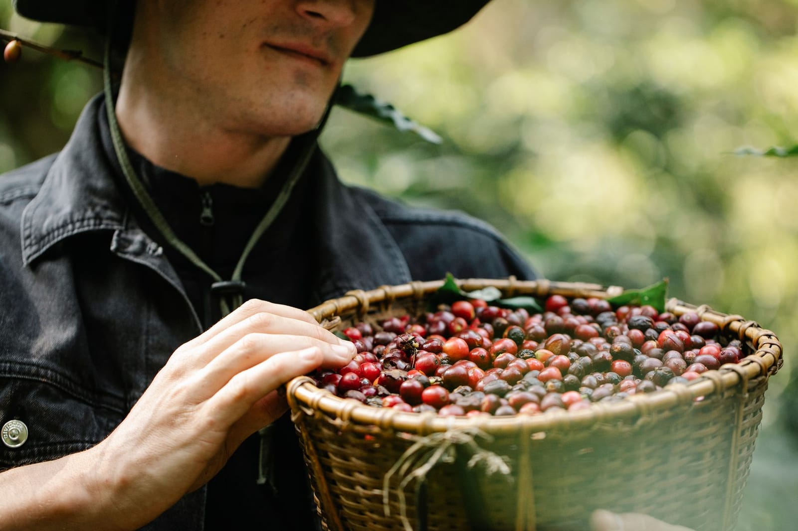 Eine Erzeugerin hält einen Korb mit reifen roten Kaffeekirschen auf einer kolumbianischen Finca
