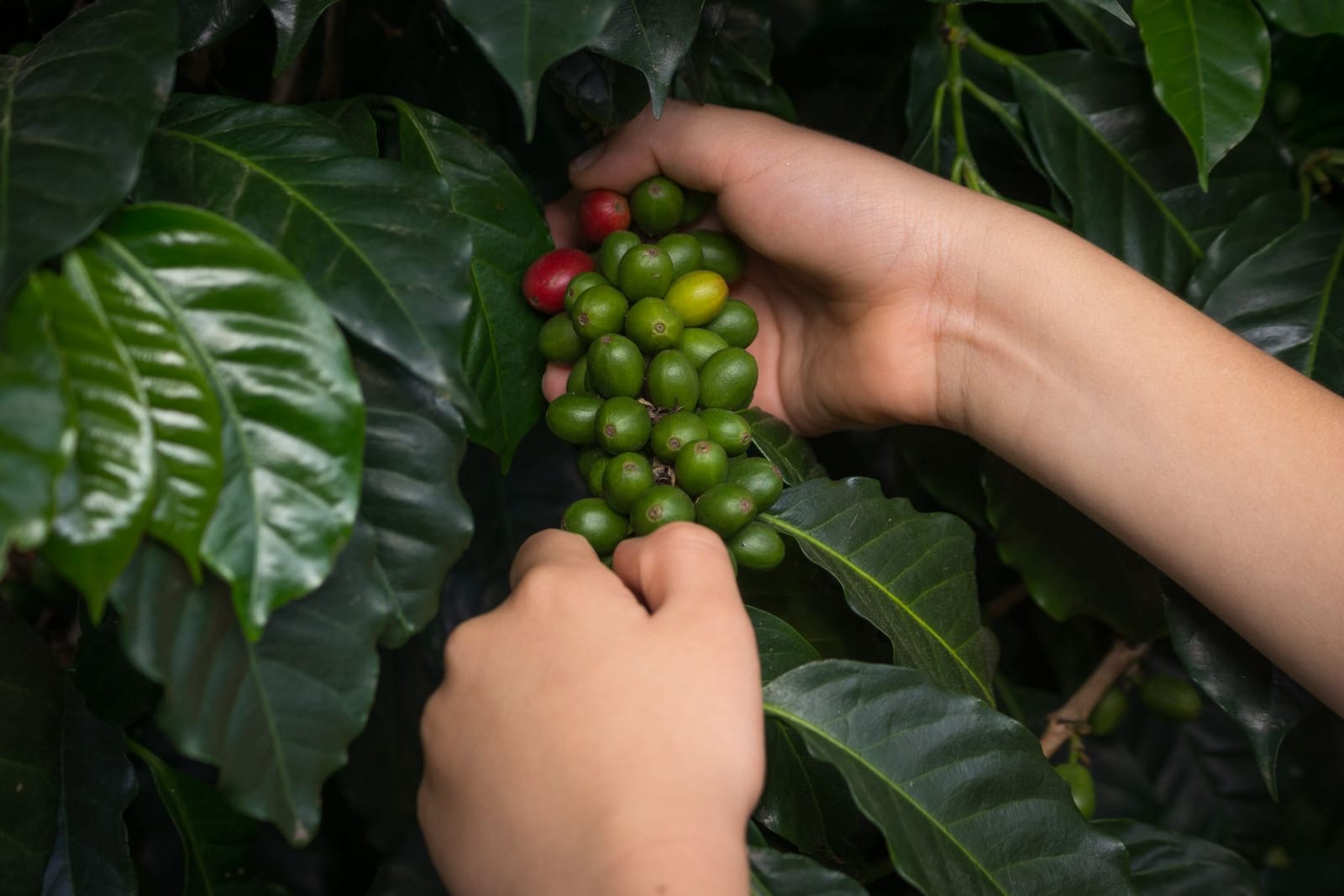 Des mains cueillent des cerises de café sur une plantation colombienne