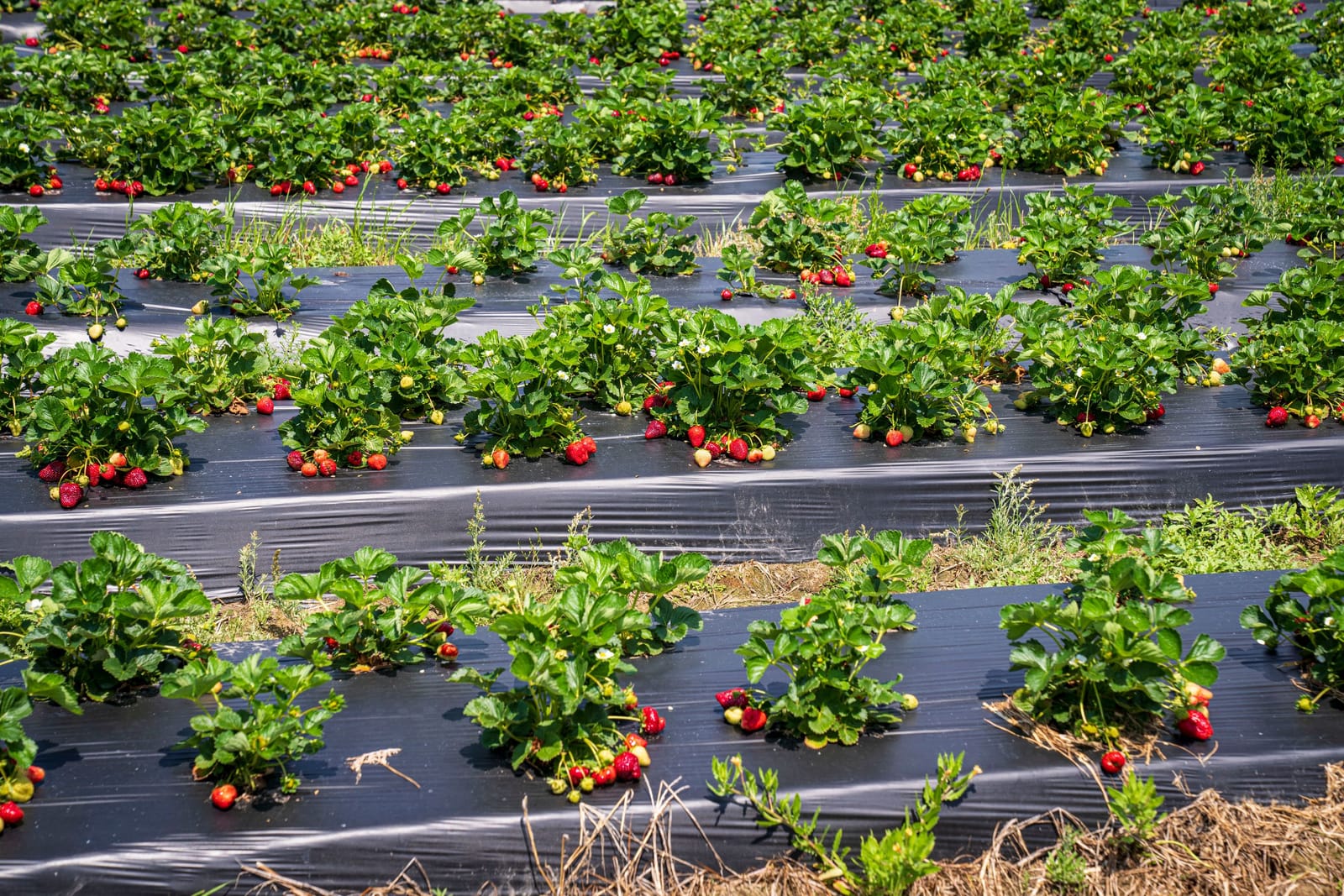 Rangées de plants de fraisiers aux fruits mûrs sous un paillage noir en plein champ