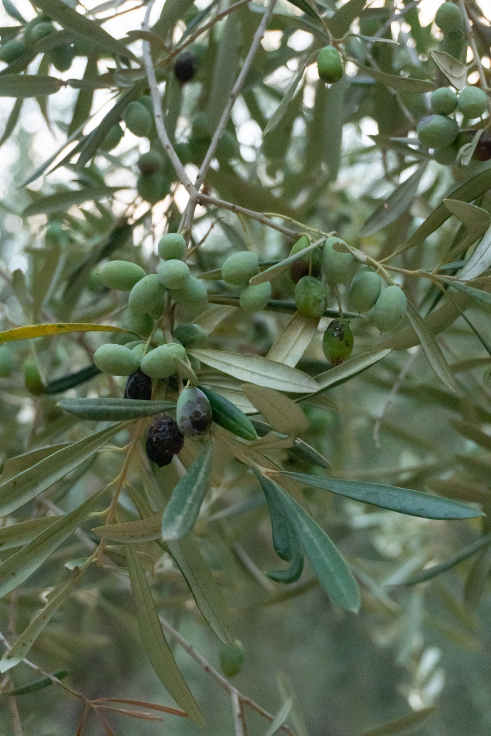 Green and black olives ripening on a branch ahead of the Greek harvest