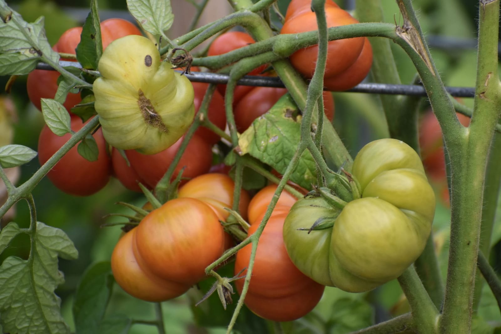 Ribbed heirloom tomatoes in red, orange and green ripening on the vine in a vegetable garden