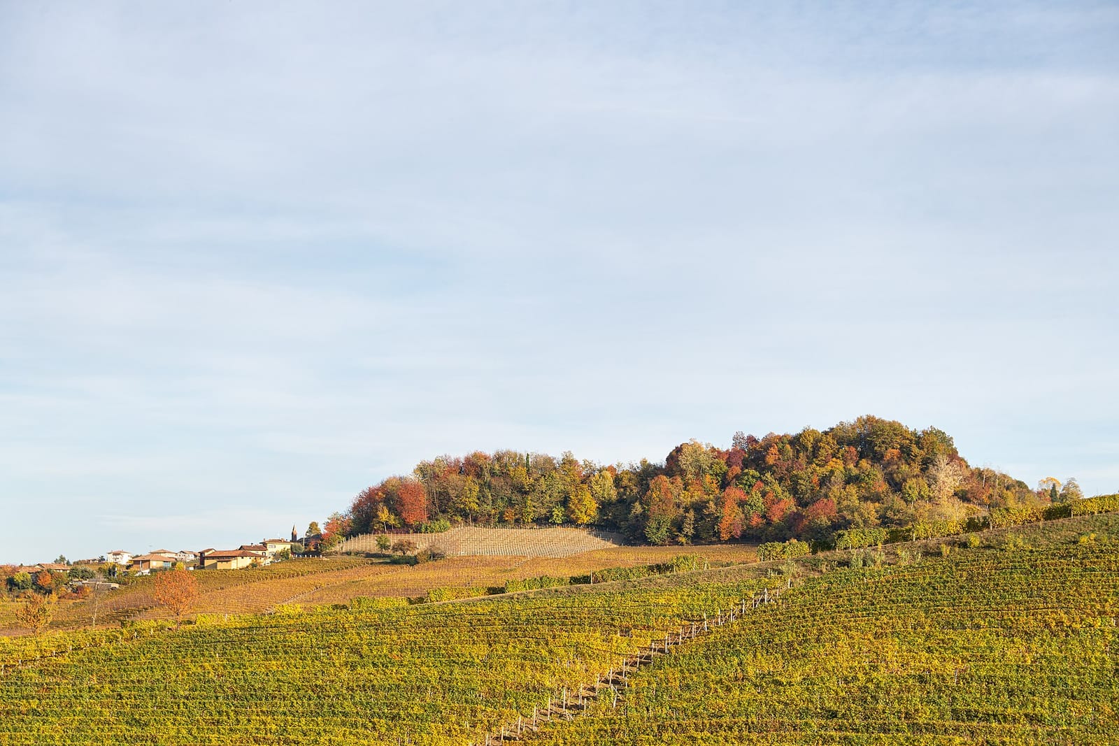 Barolo vineyards in autumn colours below a wooded hill and a village in the Langhe