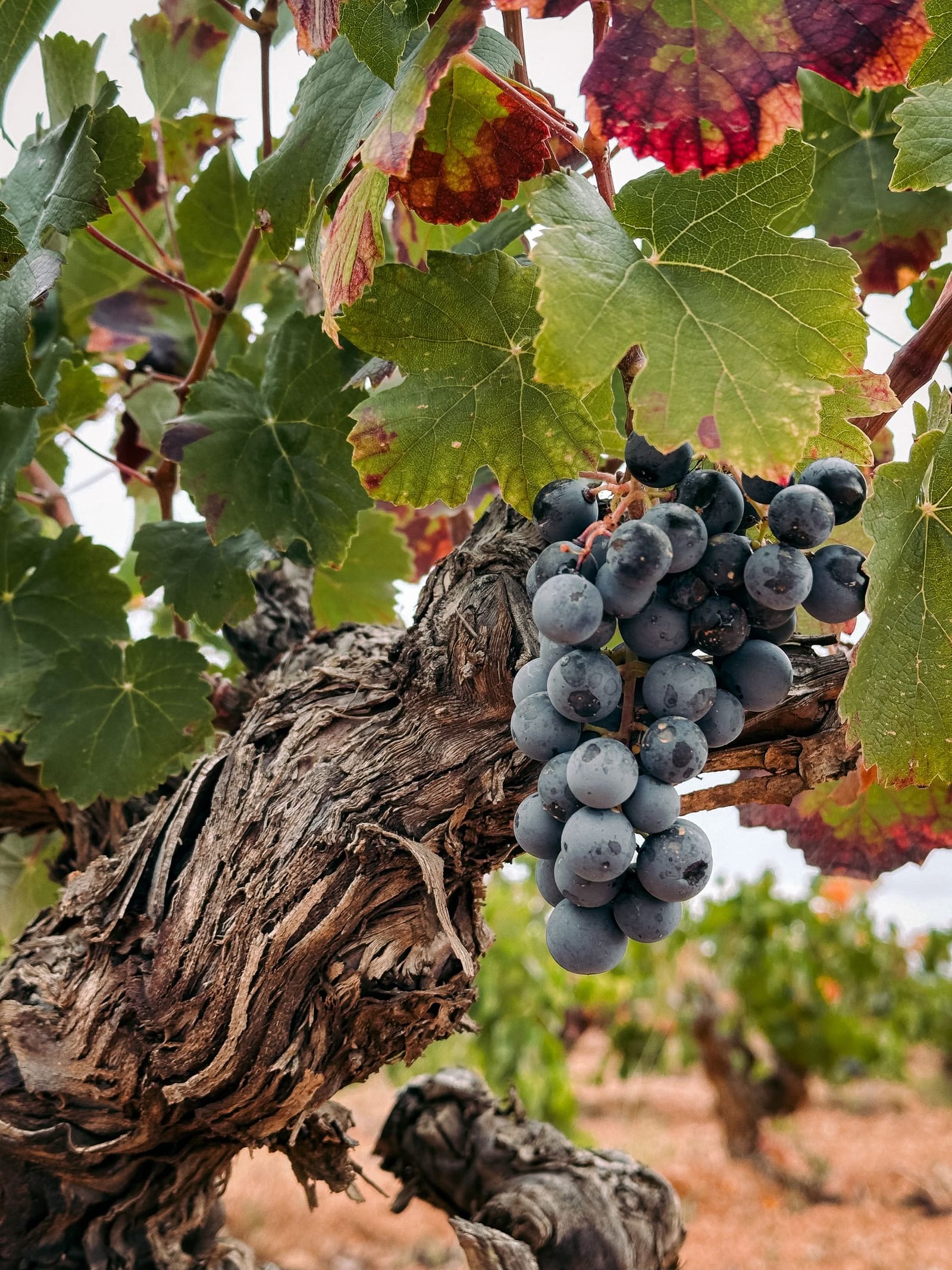 Une grappe de raisin rouge sur un vieux cep de la Rioja
