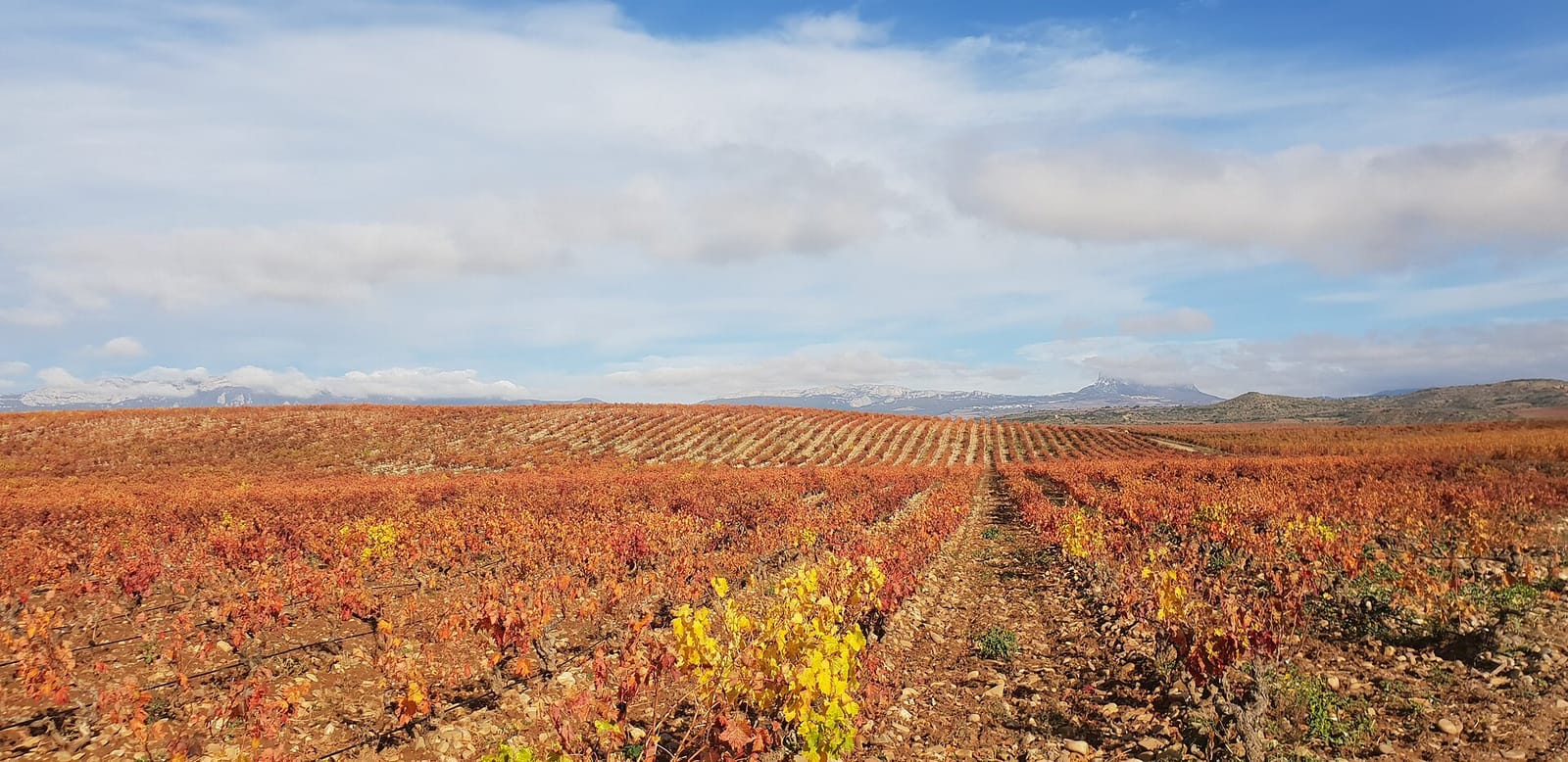 Rows of autumn vines in red and yellow under a cloudy sky in La Rioja