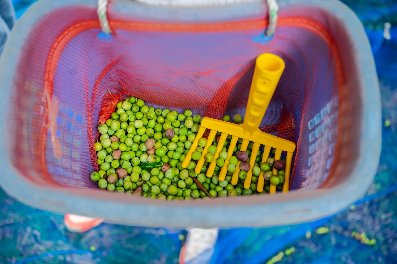 Freshly picked green olives and a yellow harvesting rake inside a picking basket