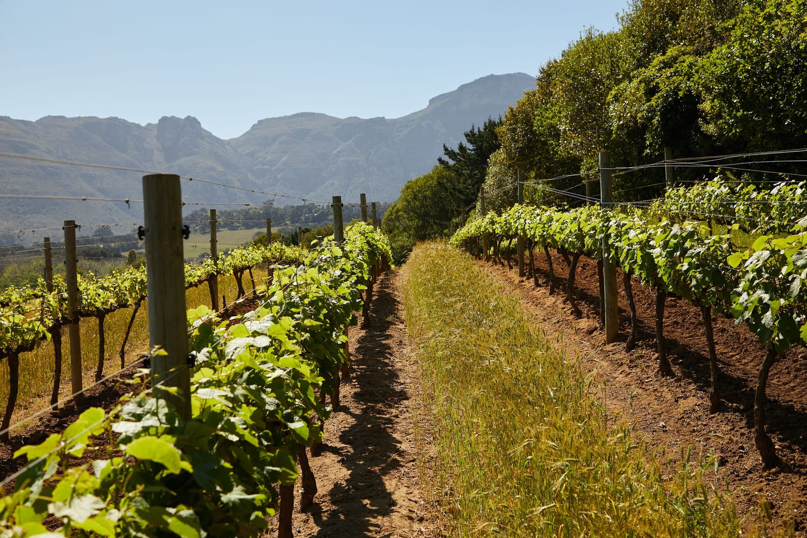Rows of grapevines lead toward mountains in South Africa's Western Cape wine country