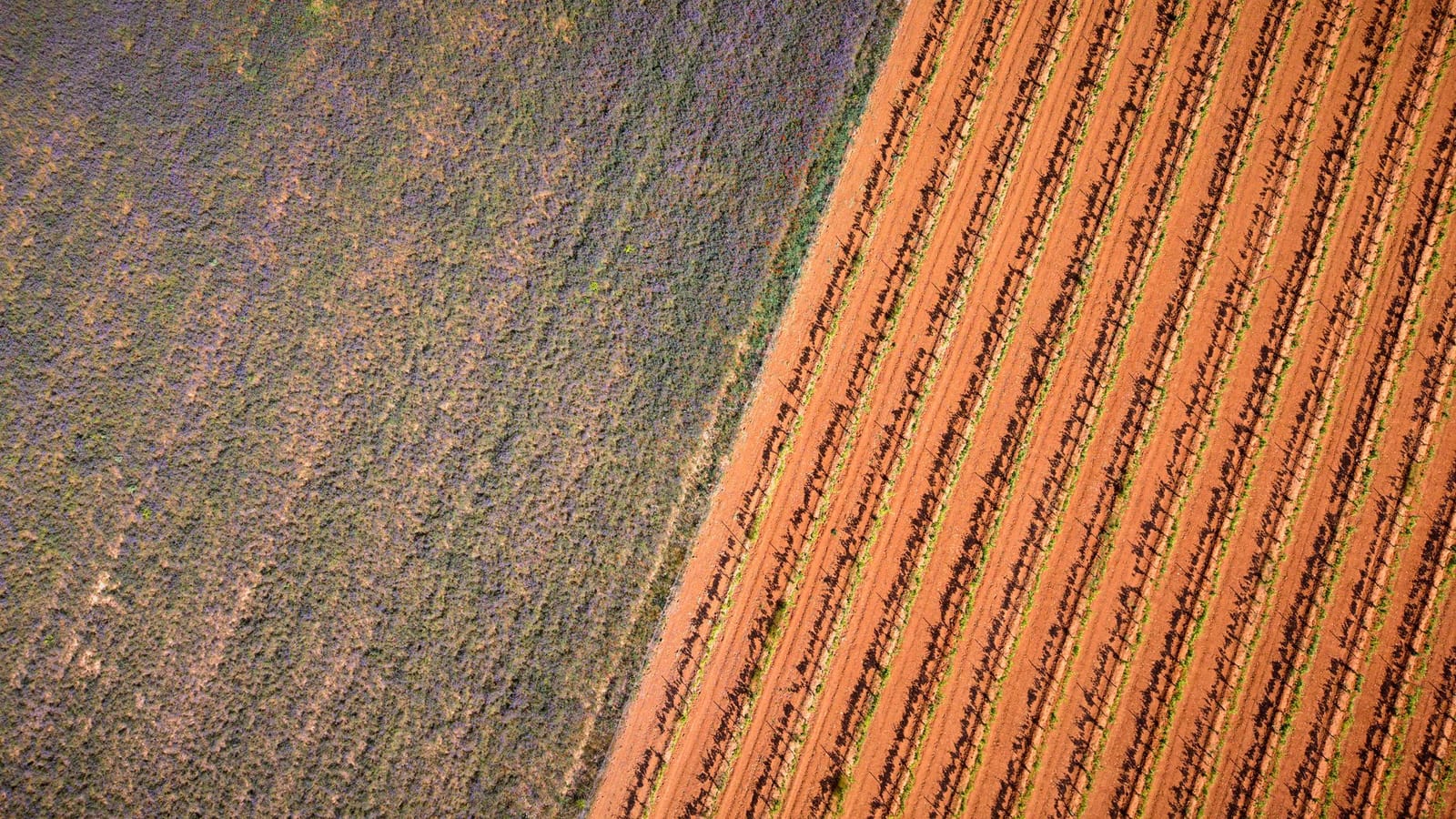 File di vecchie vigne di monastrell su terra rossa spagnola
