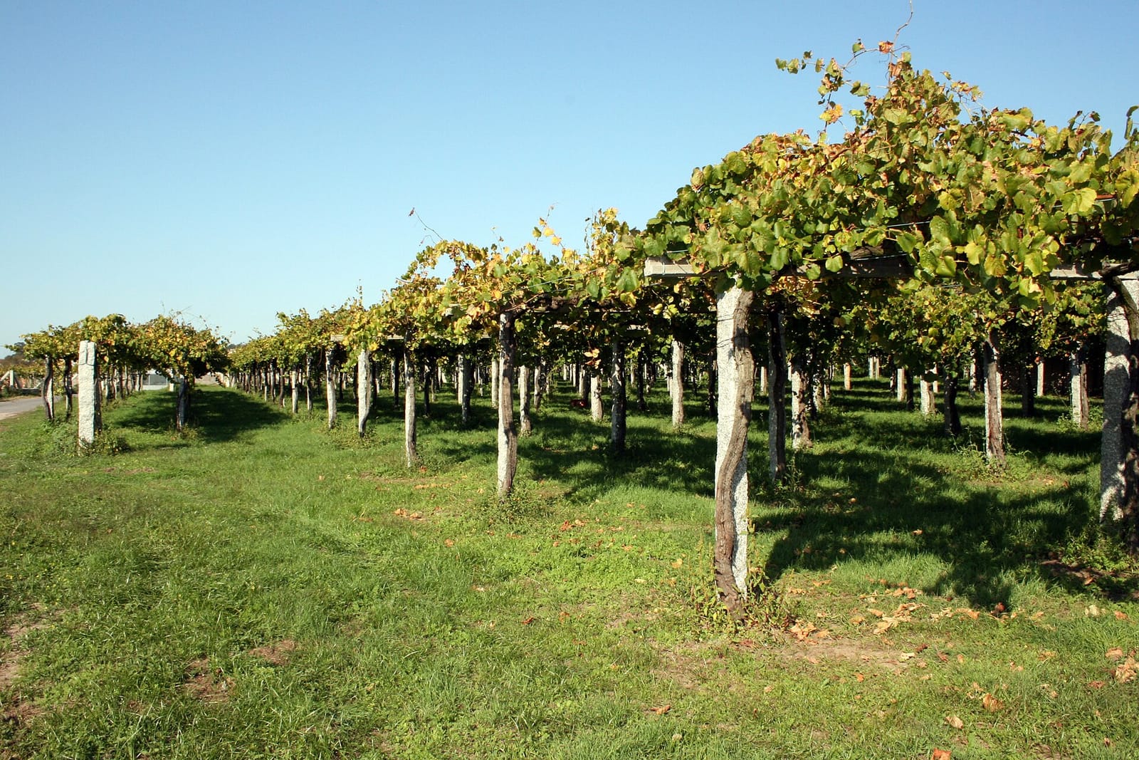 Albariño vines trained on granite-post pergolas in a Rías Baixas vineyard