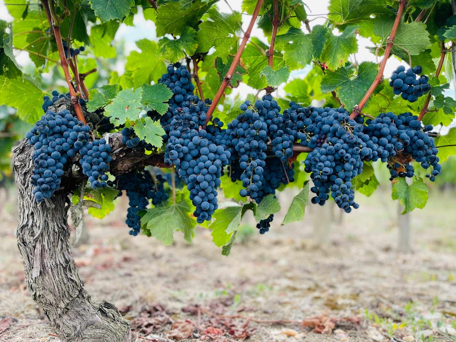 Bunches of dark red wine grapes hanging on a vine in a vineyard row